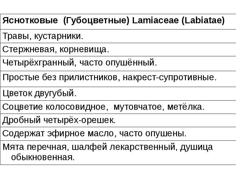 Характеристика семейства губоцветные презентация