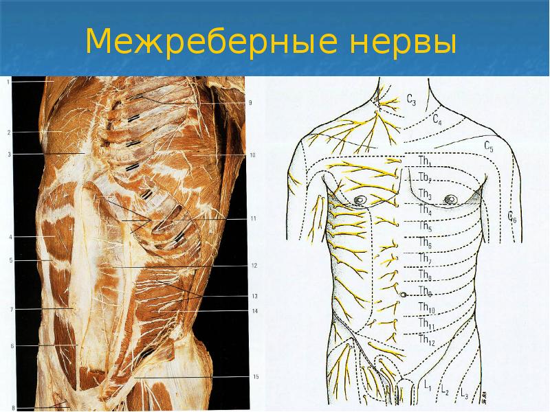 Схема строения периферической нервной системы