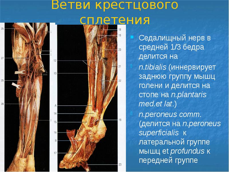 Периферическая нервная система презентация анатомия