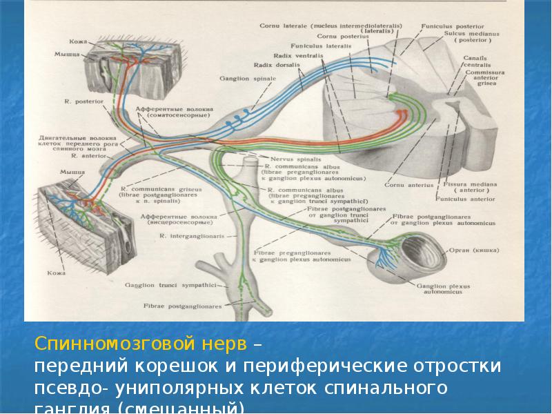 Периферическая нервная система презентация анатомия