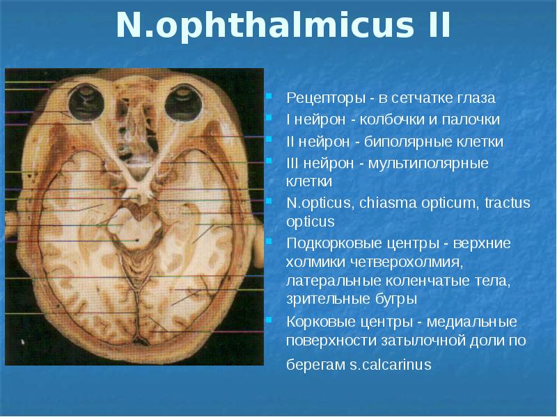 Периферическая нервная система презентация анатомия