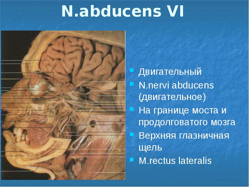 Периферическая нервная система презентация анатомия