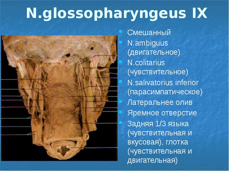 Периферическая нервная система презентация анатомия