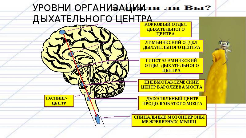 Дыхание уровень организации