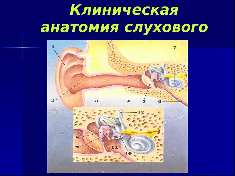 Клиническая анатомия слухового анализатора