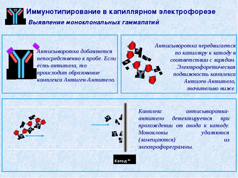 Капиллярный электрофорез презентация