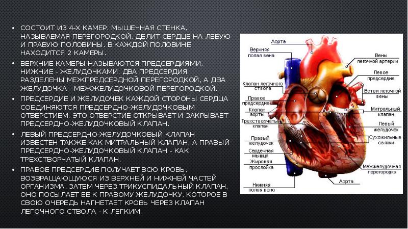 Сердце презентация 3 класс