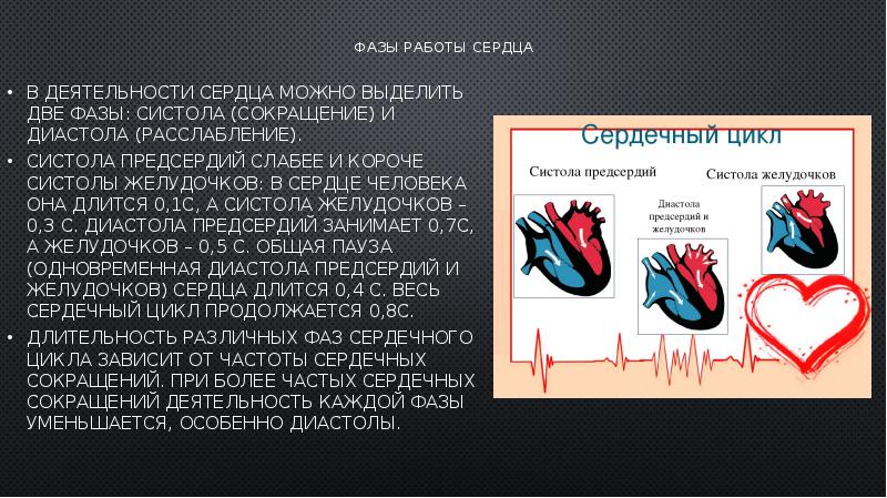 Фазы сердечной деятельности рисунок