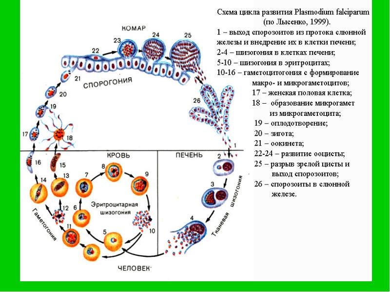 Цикл развития малярийного комара схема