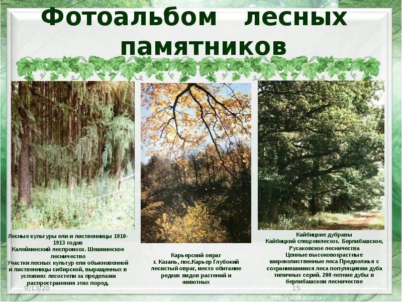 Фотоальбом лесных памятников