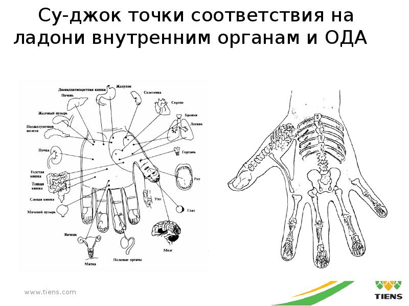 Внутренняя ладонь