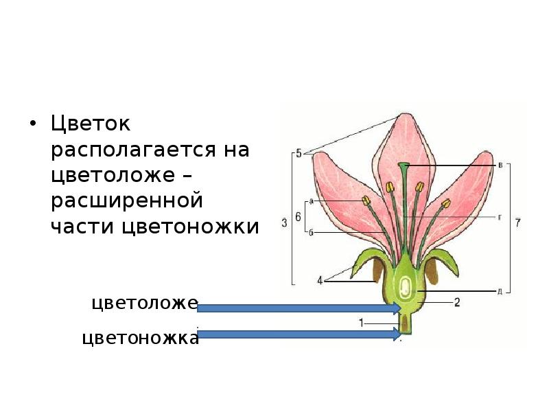 Цветоножка