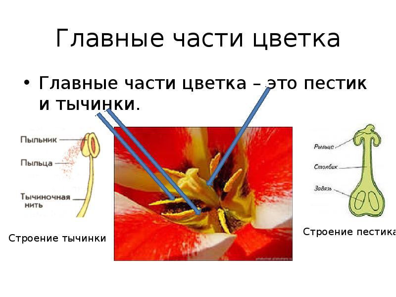 Какой буквой на рисунке обозначена часть цветка в которой формируются пыльцевые зерна