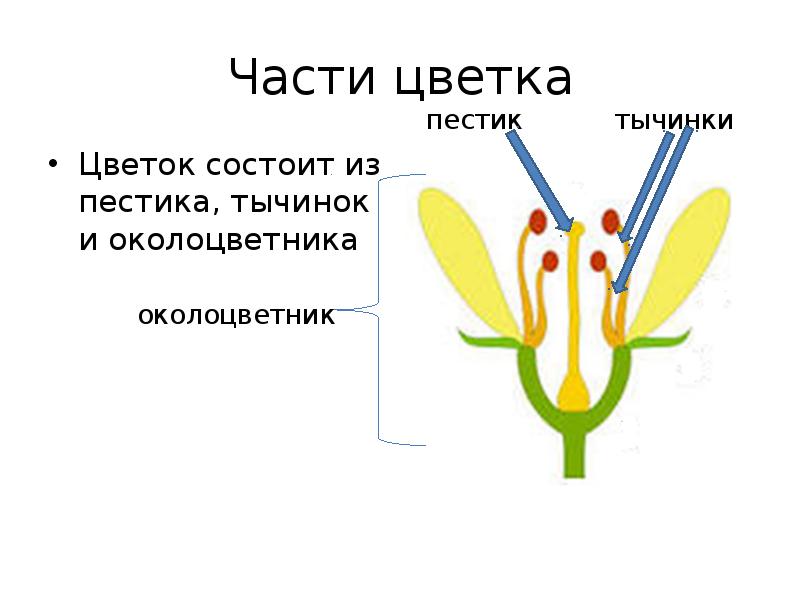 Пестик рисунок с обозначениями