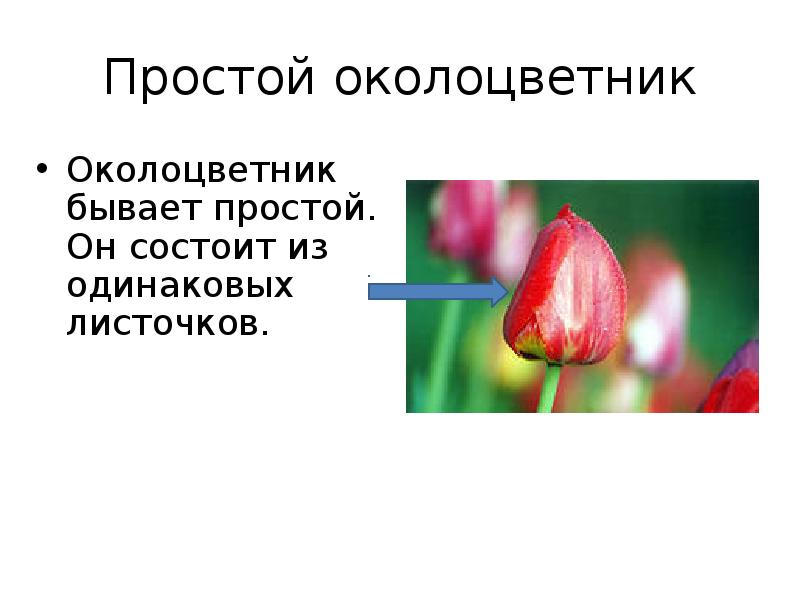 Какой околоцветник простой. Околоцветник образуют. Околоцветник картофеля. Околоцветник тюльпана. Околоцветник розы.