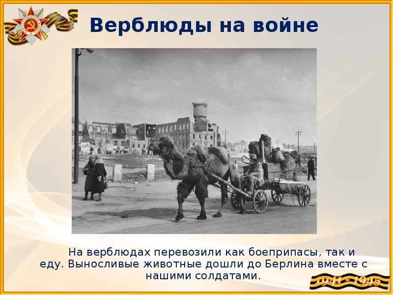 Верблюды на войне 1941 1945 картинки