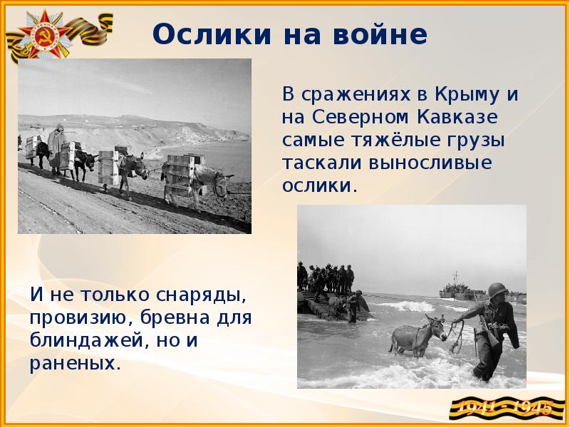 Собаки на войне 1941 1945 презентация