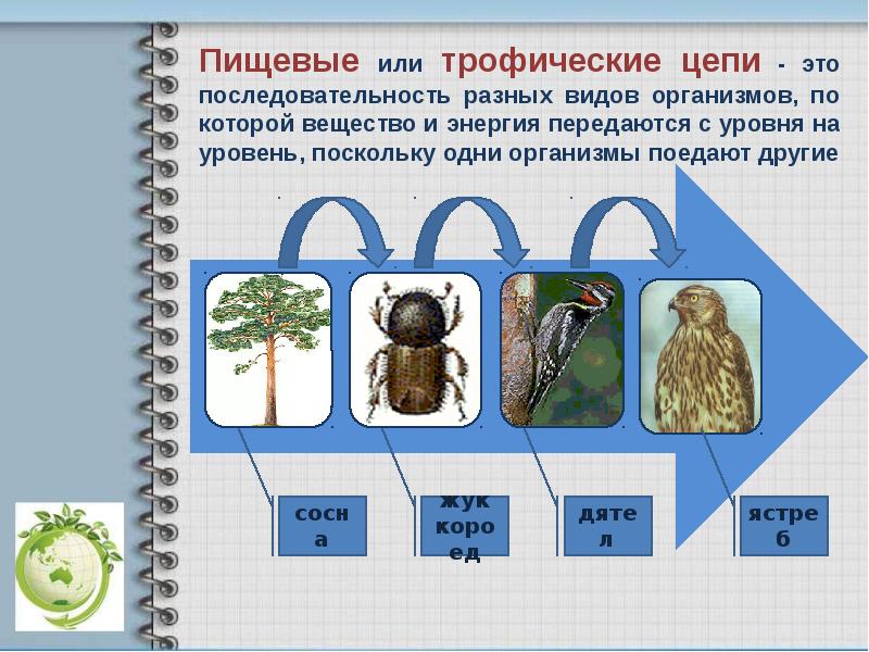 Пищевые связи в природе презентация