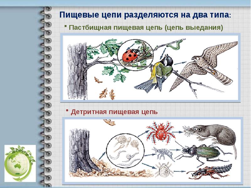 Пастбищная цепь питания схема