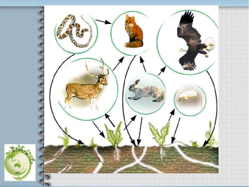 Составь цепи питания из картинок бабочка заяц воробей дерево цветок волк