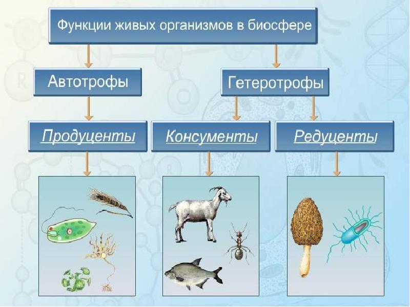 Цепи питания 2 класс презентация