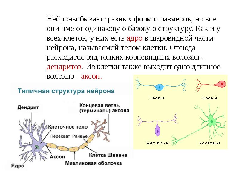 Примеры нервных клеток. Функционирование нейрона. Строение нервной клетки человека. Нейроны бывают:Нейроны бывают. Строение нейрона виды нейронов.