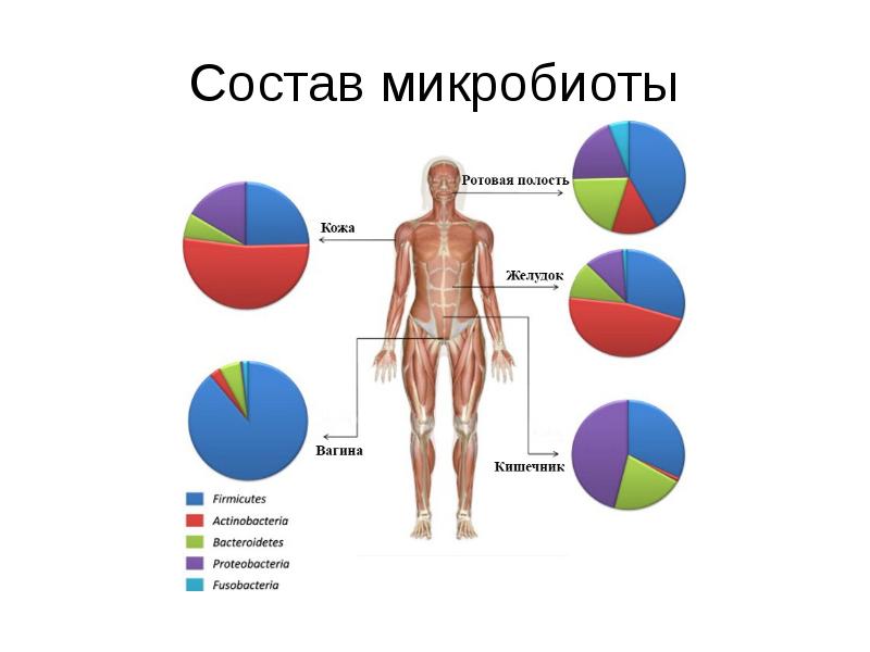 Микробиота человека презентация