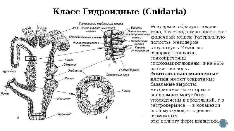 Тело кишечнополостных состоит из трех слоев. Строение гидры продольный срез. Схема внутреннего строения кишечнополостных.