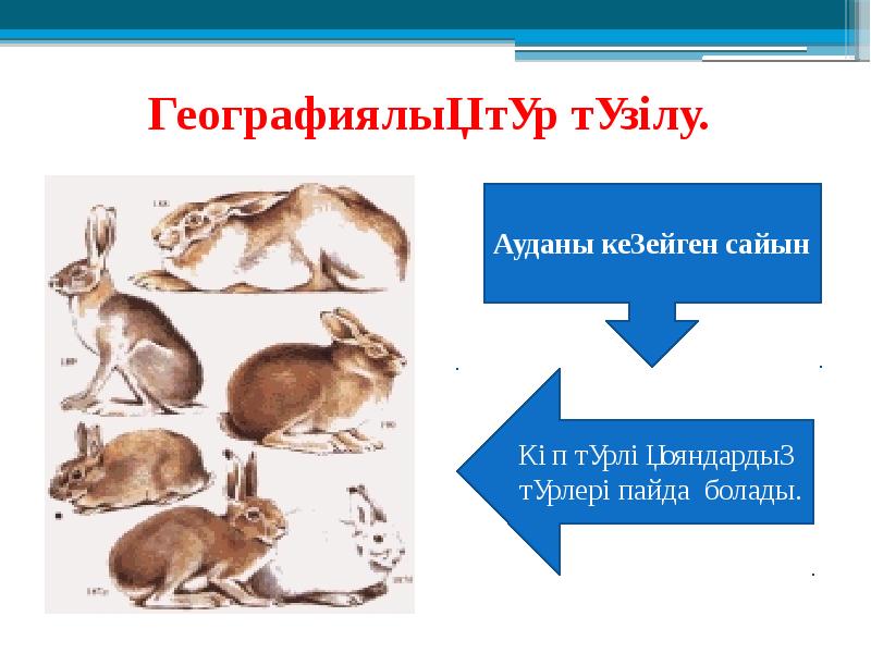 Эволюциялық дамуы презентация