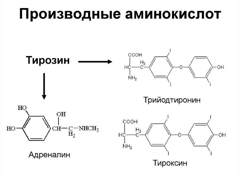 Производные аминокислот гормоны фото