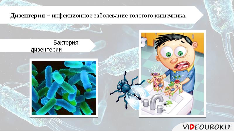 Презентация профилактика заболеваний органов пищеварения