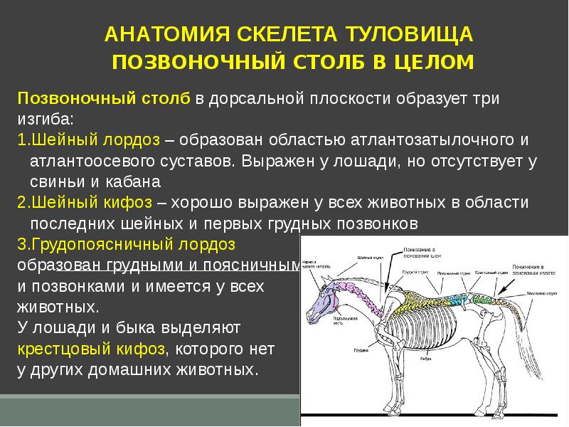 Топографическая анатомия позвоночного столба презентация