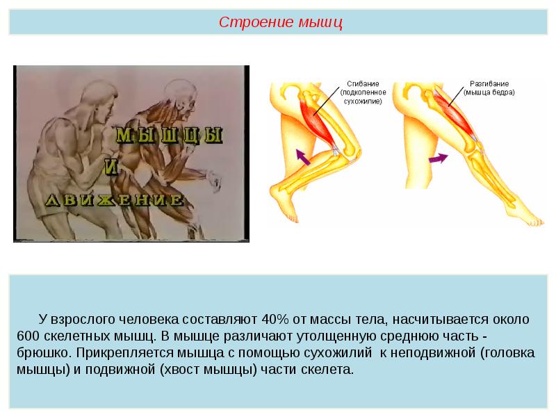 Мышцы задания егэ. Строение и работа мышц. Виды мышечной работы. Изучить особенности работы мышц. Виды работы мышц.