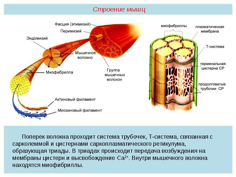 Тема строение. Строение мышцы. Строение мышечного волокна т трубочки. Зарисовать строение мышцы. Строение мышцы эндомизий перимизий эпимизий.