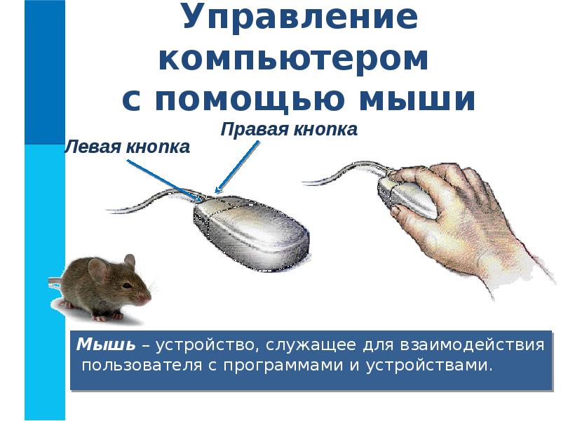 Управление компьютером с помощью мыши Мышь – устройство, служащее для