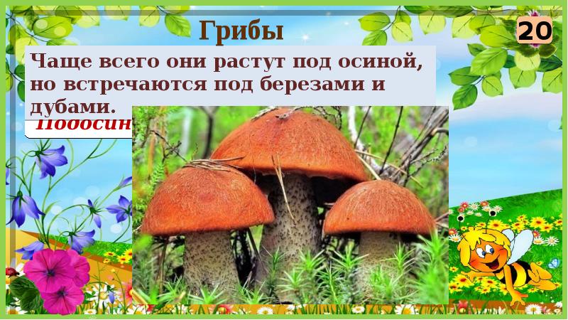 Что росло под. Что растет под осиной. Чаще сегодня растут под осиной но встречаются под березами и дубами. Почему подосиновик растет под осиной. Грип растёт под осиной.