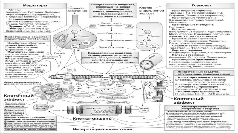 На рисунке изображена схема холинергического синапса объясните роль ионов кальция