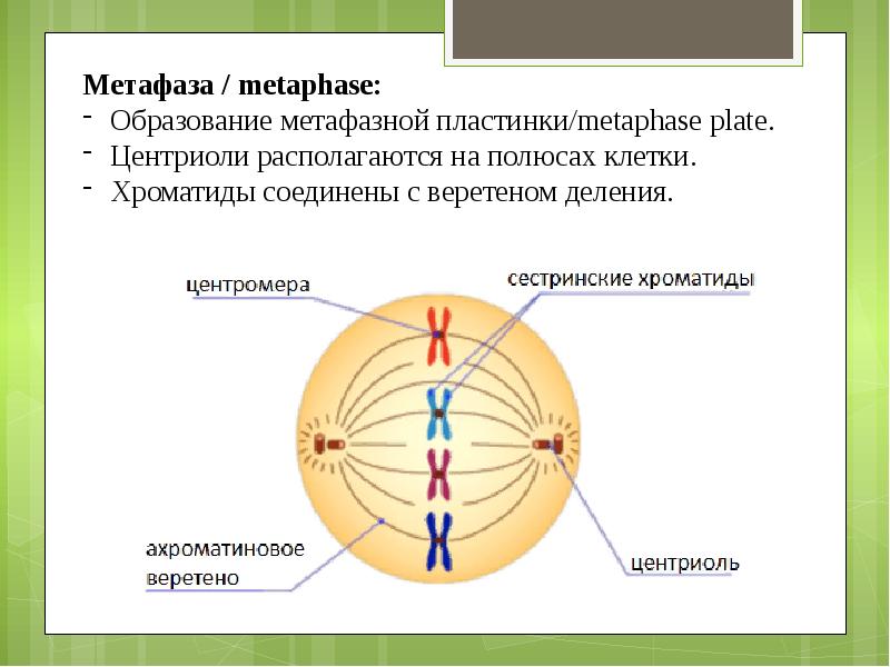 Полюса клетки