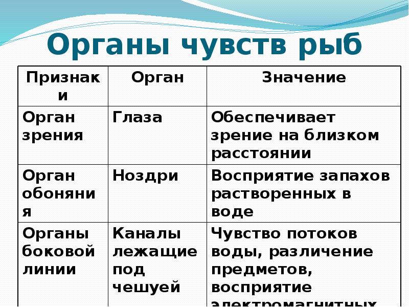 Признаки характеристика значения рыбы таблица органы чувств