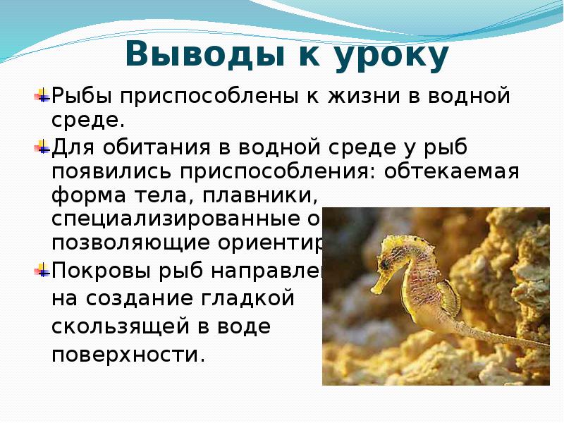 класс рыбы презентация. вывод о строении рыбы. лаборатория работа внешнее строение и передвижение рыб. внутреннее строение щуки. вывод о строении рыбы.