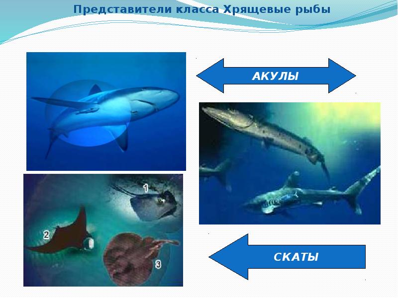 Рыбы общее. Класс хрящевые рыбы представители. Представители надкласса рыбы. Хрящевые рыбы примеры. Назовите представителей хрящевых рыб.