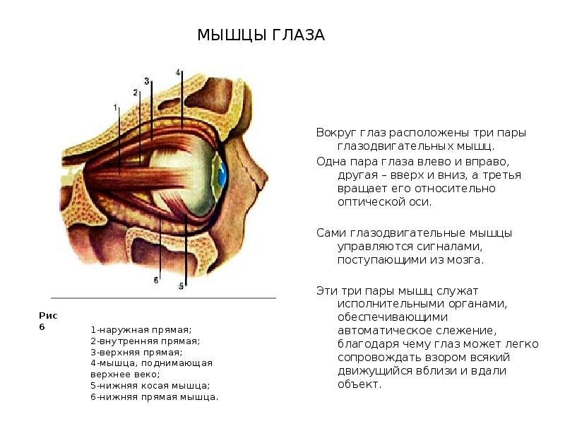 Глазодвигательные мышцы функции. Мышцы глаза. Глазодвигательные мышцы глаза. Мышцы глаза человека схема с описанием.