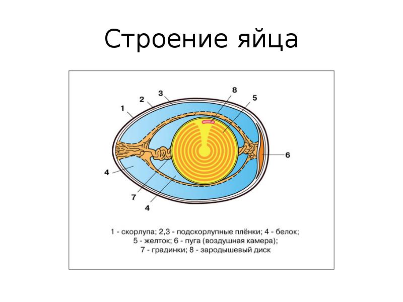 Схема строения яйца курицы