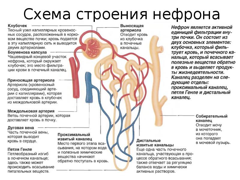 Схема фильтрации крови