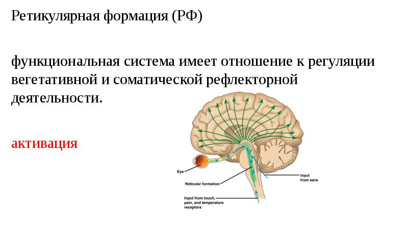 Функциональное взаимодействие основных блоков мозга презентация