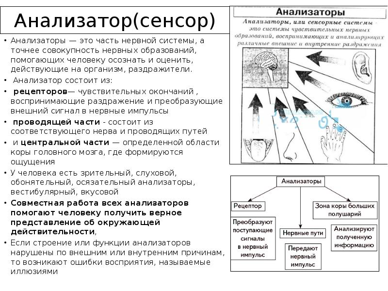 Из каких частей состоит анализатор