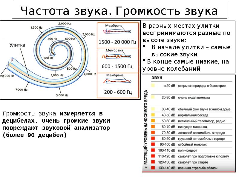 Высокие и низкие частоты. Частота звука. Улитка и частота звука. Звук в Герцах. Частота звука Гц.