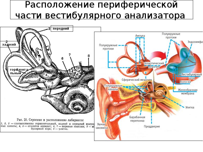 Какой цифрой на рисунке обозначена часть вестибулярного аппарата заполненная жидкостью