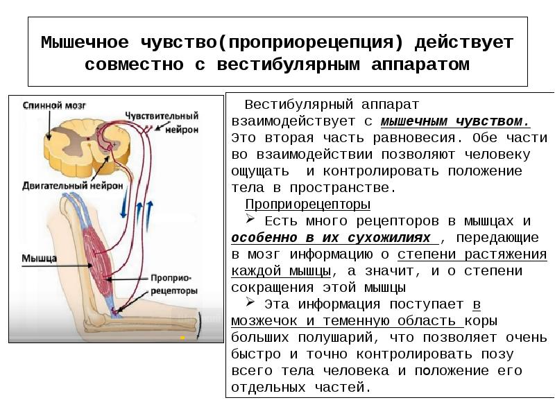 Схема мышечного чувства