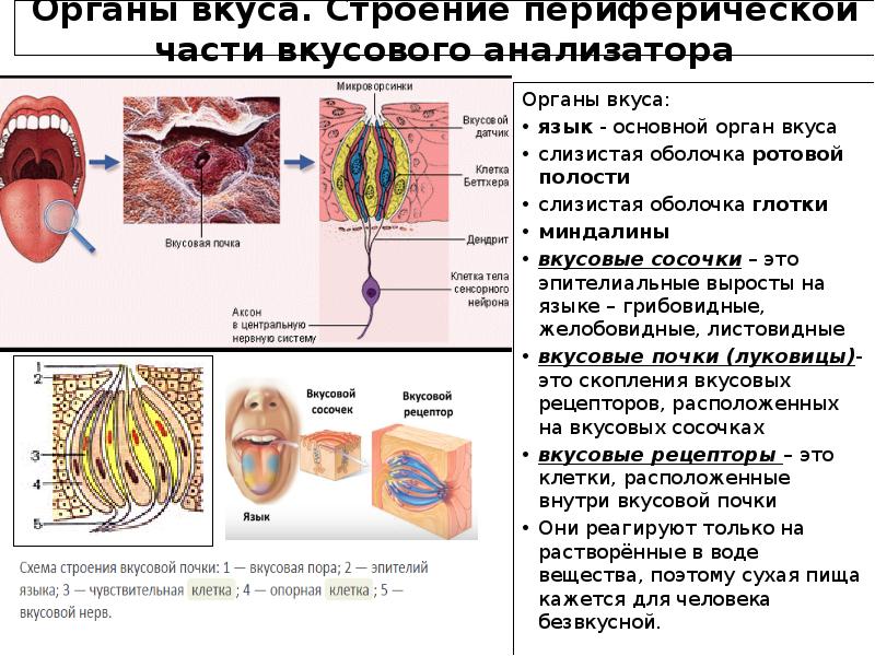 Схема органа вкуса